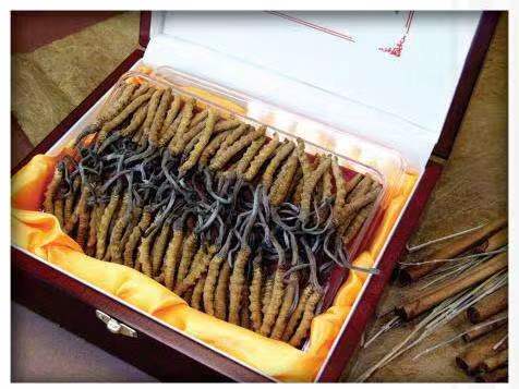 右玉冬虫夏草回收